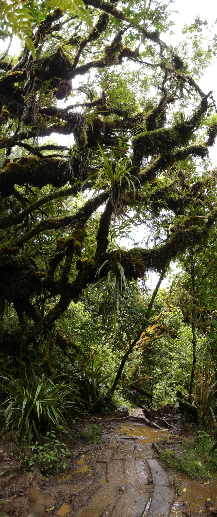Sentier_foret_Belouve